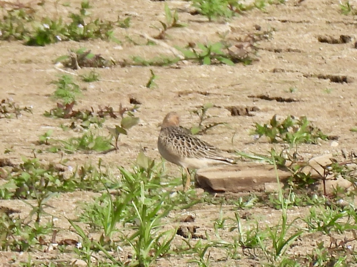 Buff-breasted Sandpiper - ML623611428