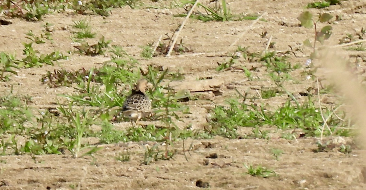 Buff-breasted Sandpiper - ML623611429