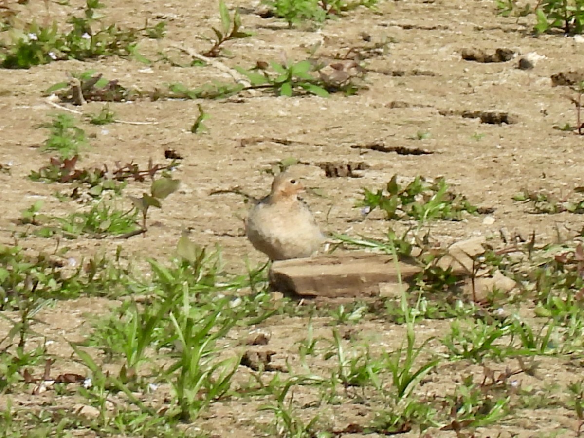 Buff-breasted Sandpiper - ML623611430