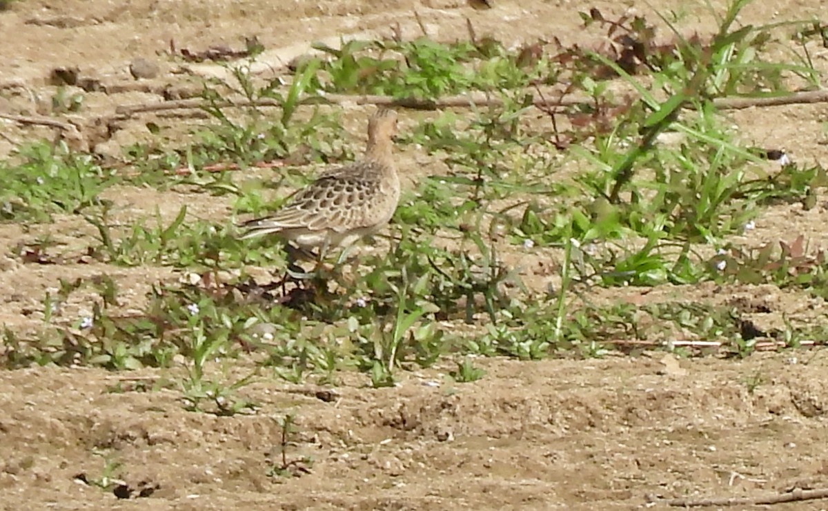 Buff-breasted Sandpiper - Luke Schneider