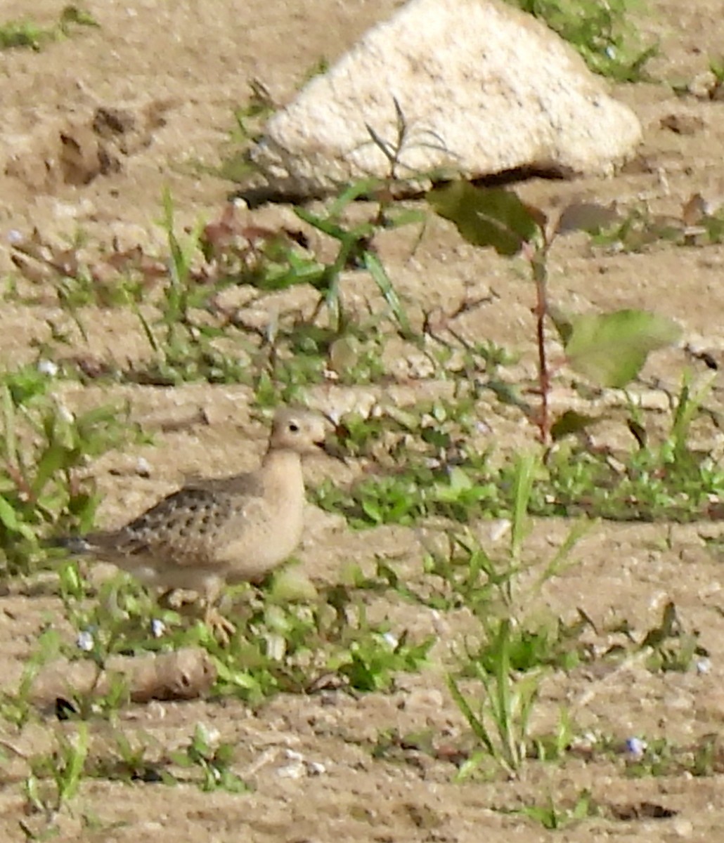 Buff-breasted Sandpiper - ML623611432