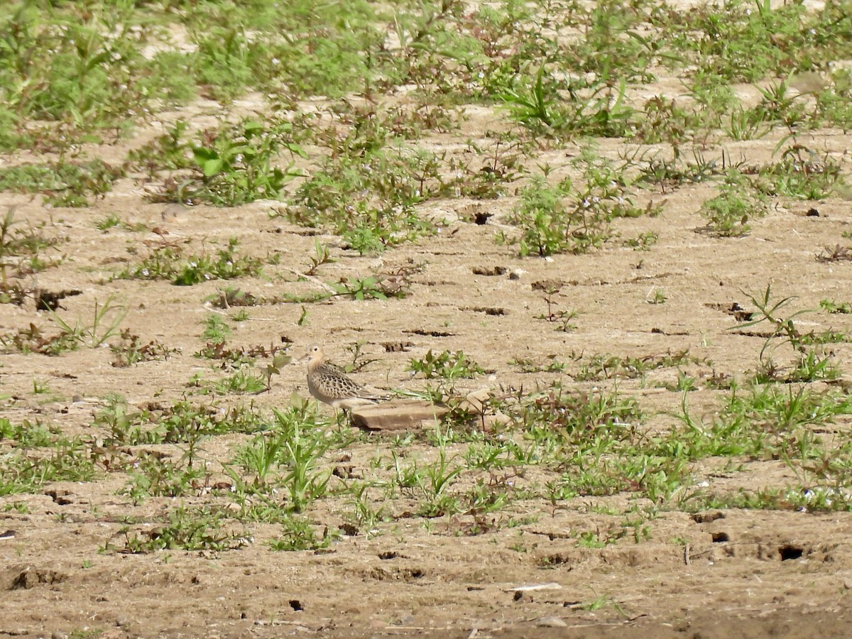 Buff-breasted Sandpiper - ML623611433