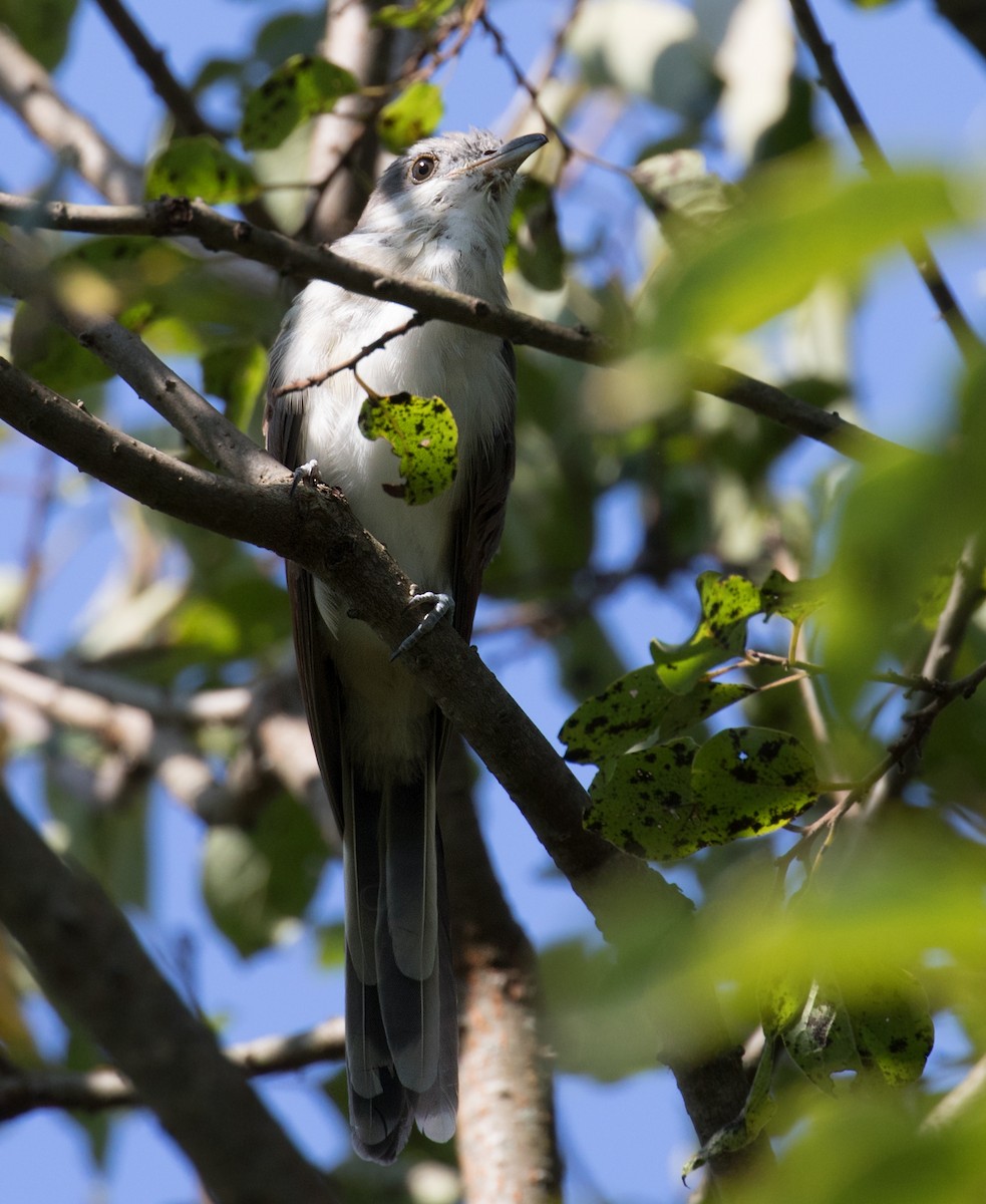 Yellow-billed Cuckoo - ML623611435