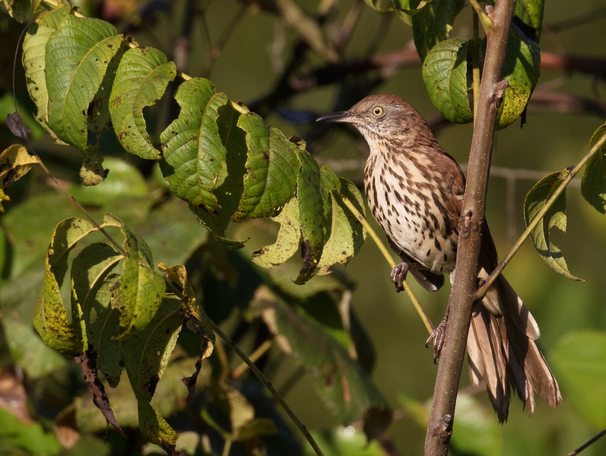 Brown Thrasher - ML623611444