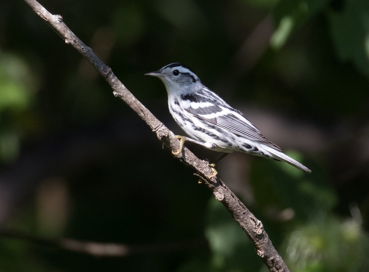 Black-and-white Warbler - Mark R Johnson