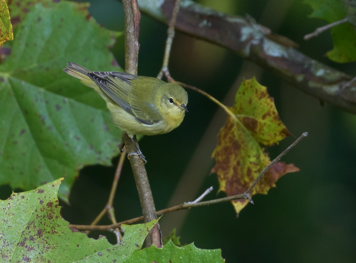 Tennessee Warbler - ML623611461