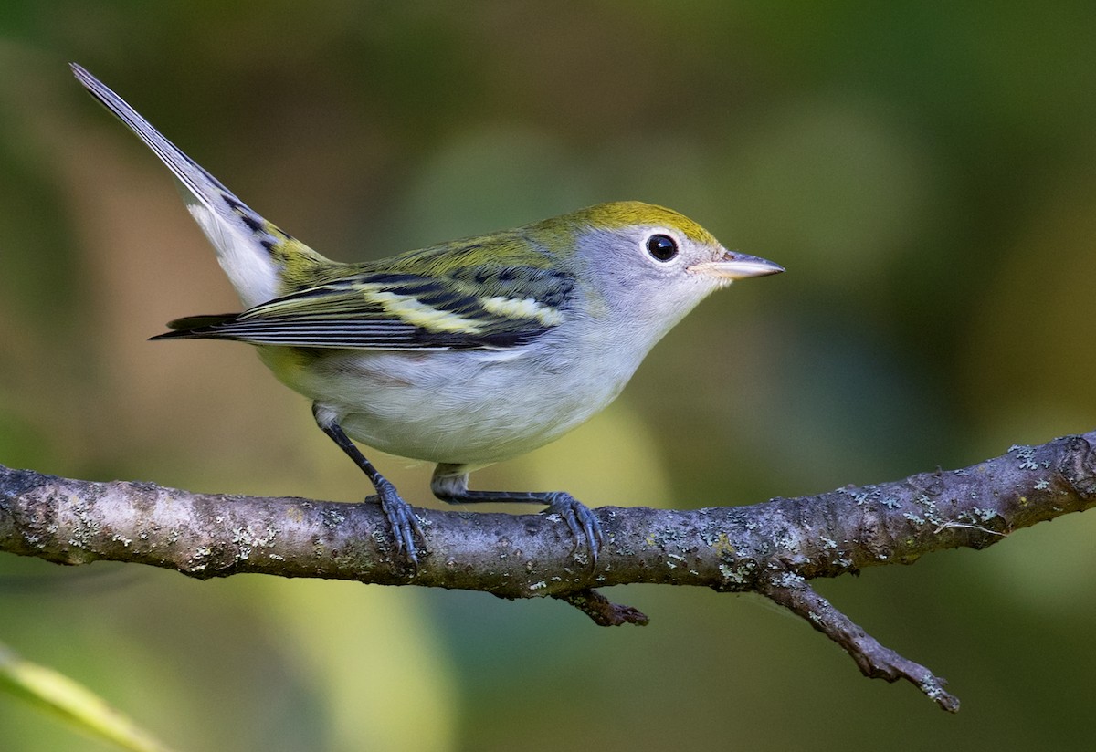 Chestnut-sided Warbler - ML623611465