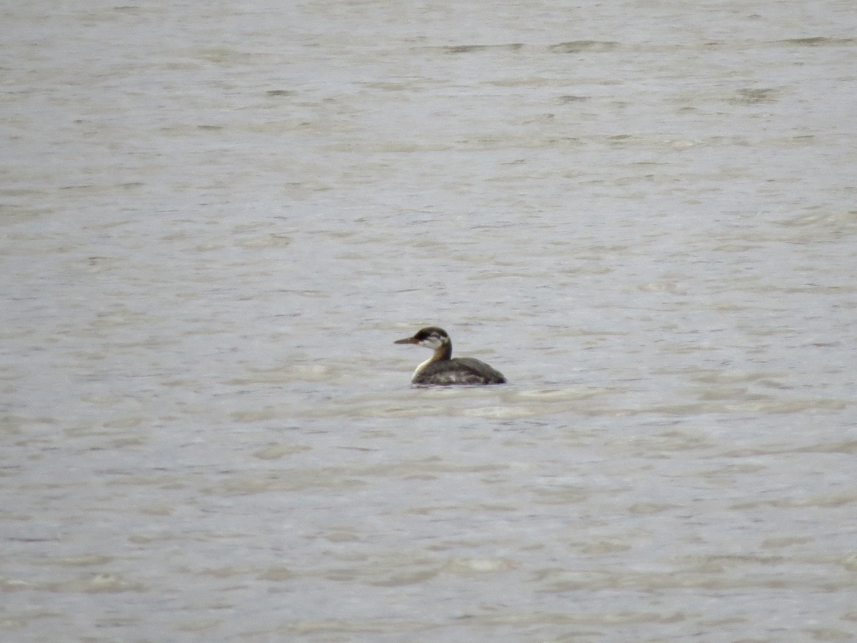 Red-necked Grebe - ML623611469