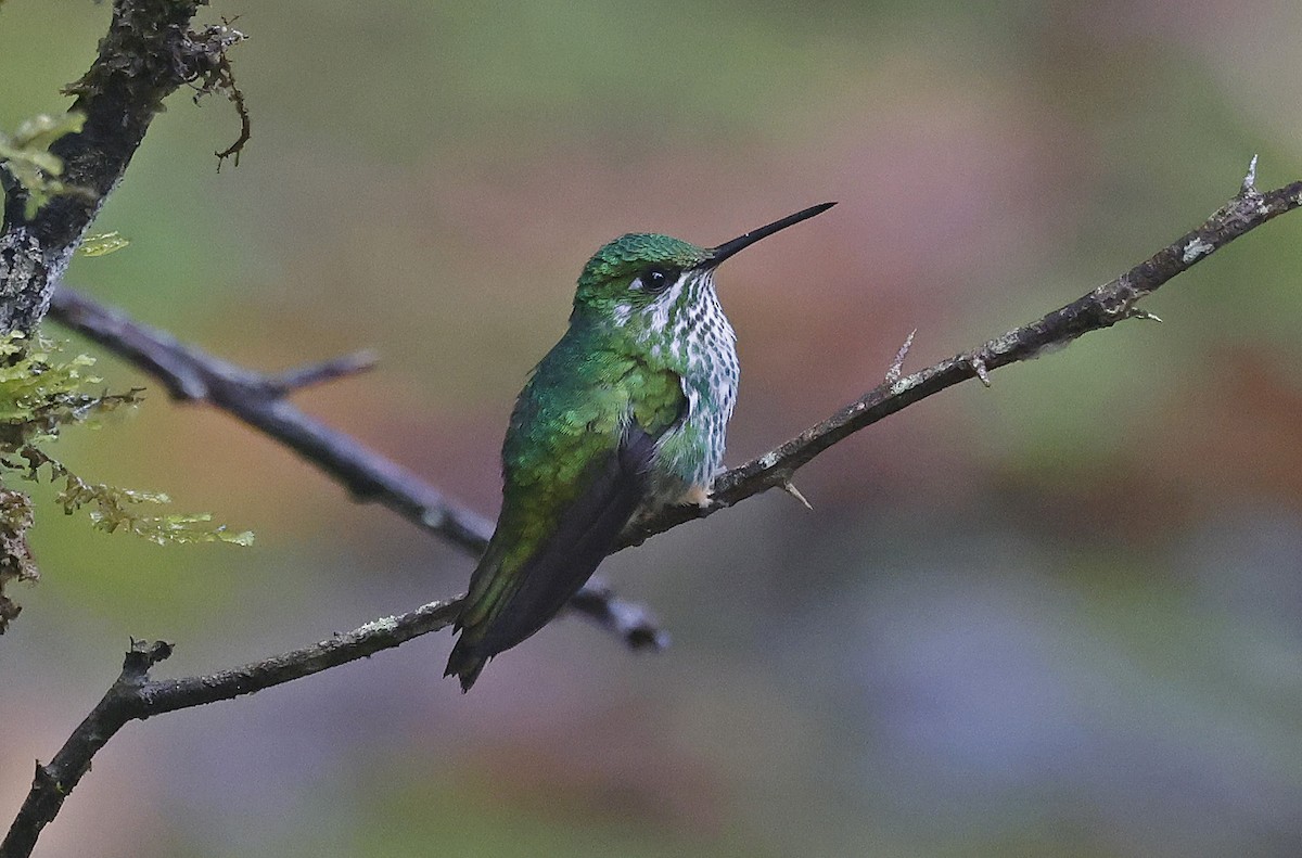 Violet-fronted Brilliant - ML623611484