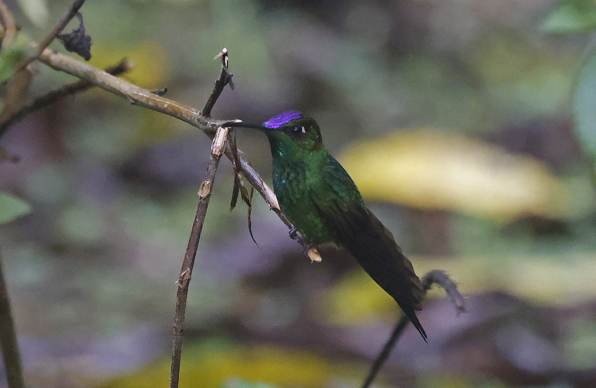 Violet-fronted Brilliant - ML623611492