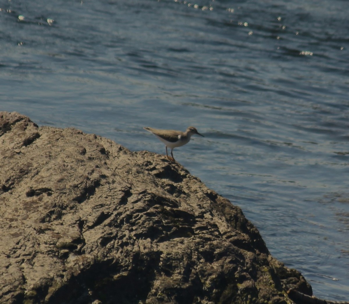 Spotted Sandpiper - ML623611494