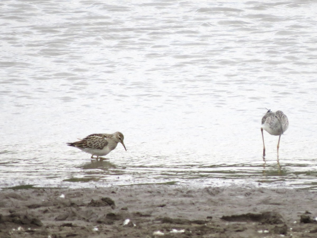 Pectoral Sandpiper - ML623611502