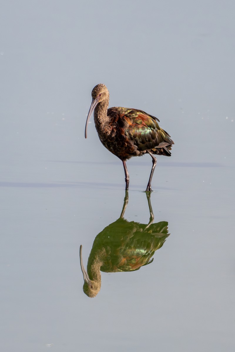 Ibis à face blanche - ML623611550