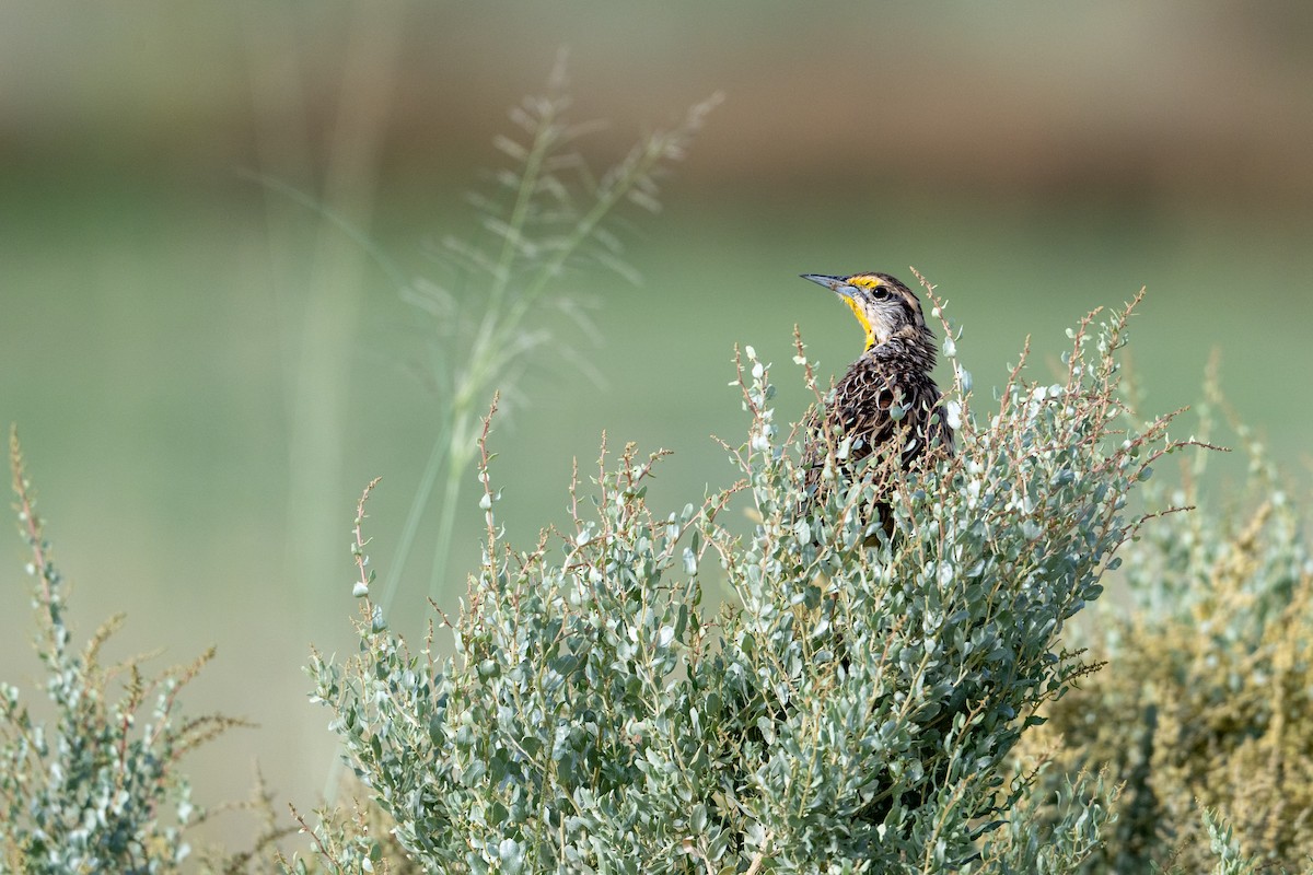 Chihuahuan Meadowlark - ML623611562