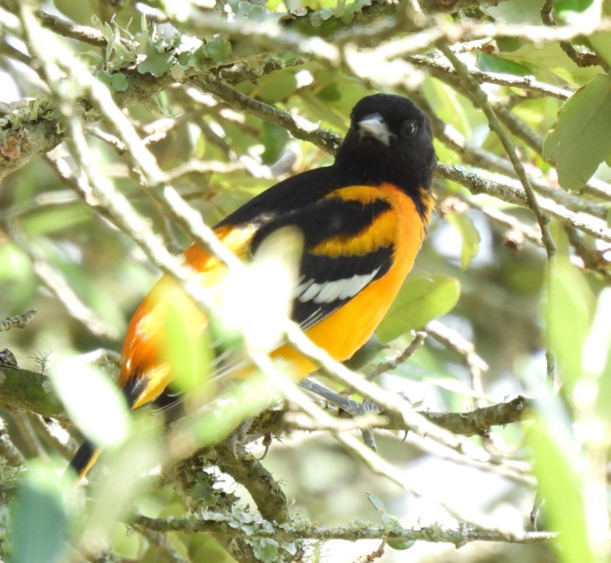 Oriole de Baltimore - ML623611566