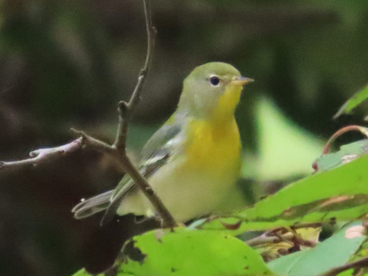 Northern Parula - ML623611575