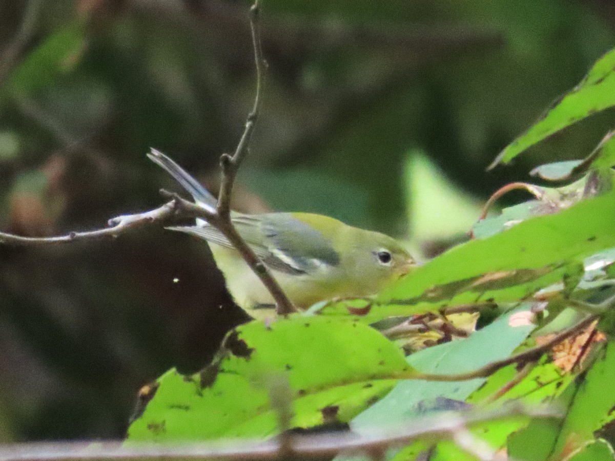 Northern Parula - ML623611576