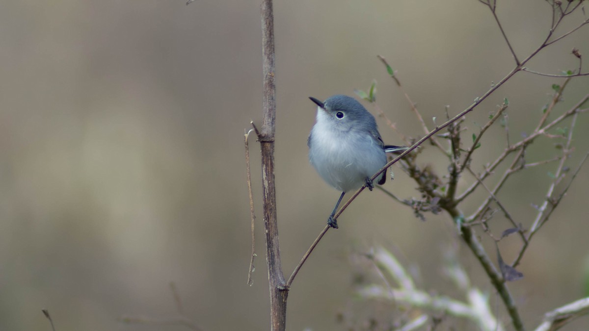 Blue-gray Gnatcatcher - ML623611578