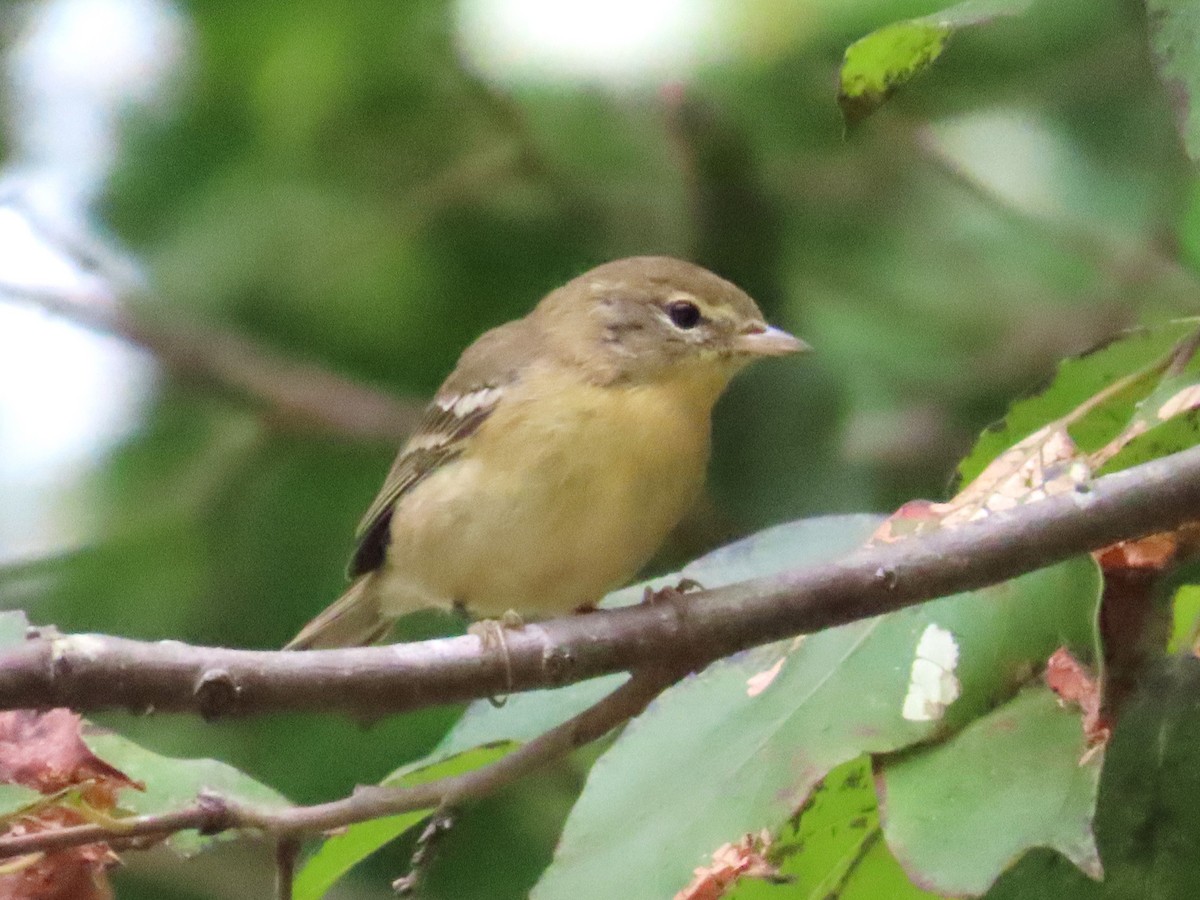 Pine Warbler - ML623611583
