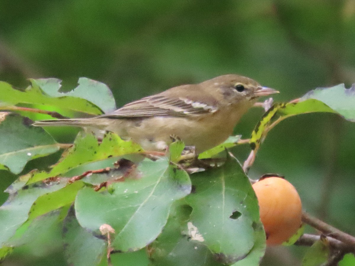 Pine Warbler - ML623611585