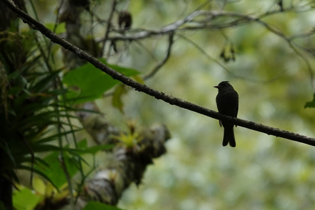 Dark Pewee - ML623611589