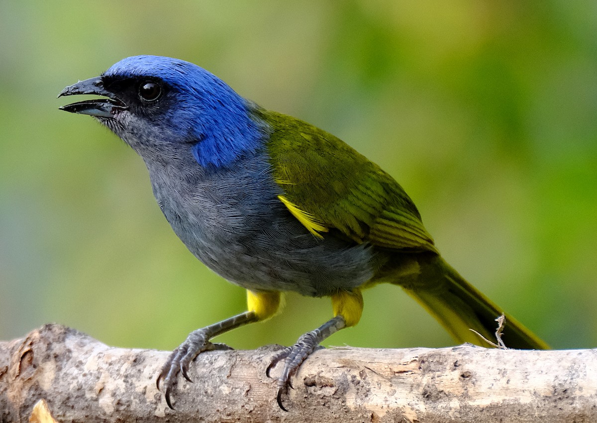 Blue-capped Tanager - ML623611664