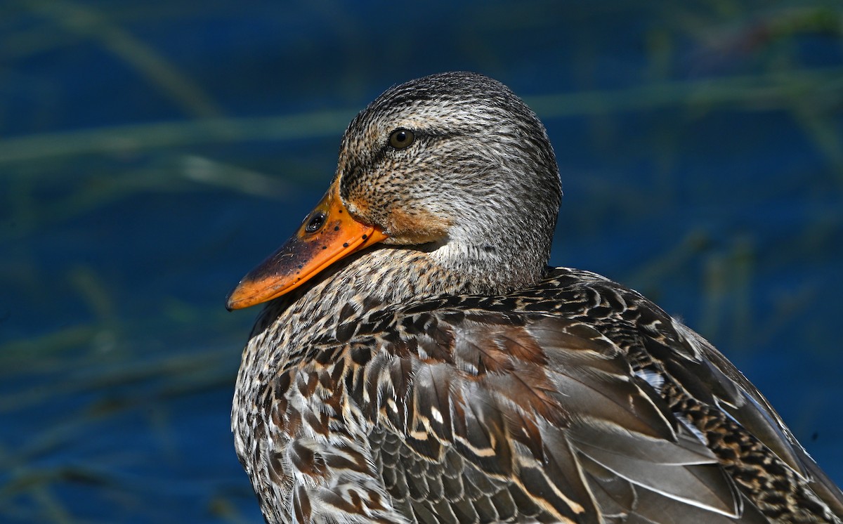 Mallard - ML623611665