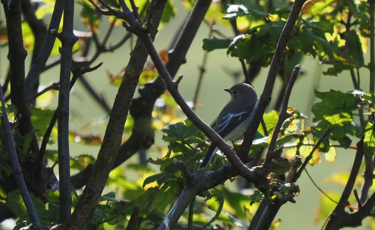 Алаг намнаа - ML623611669