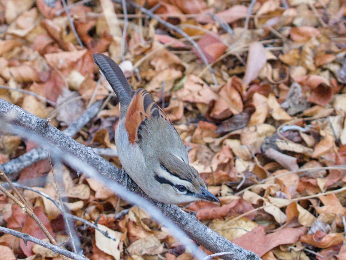 Brown-crowned Tchagra - ML623611678