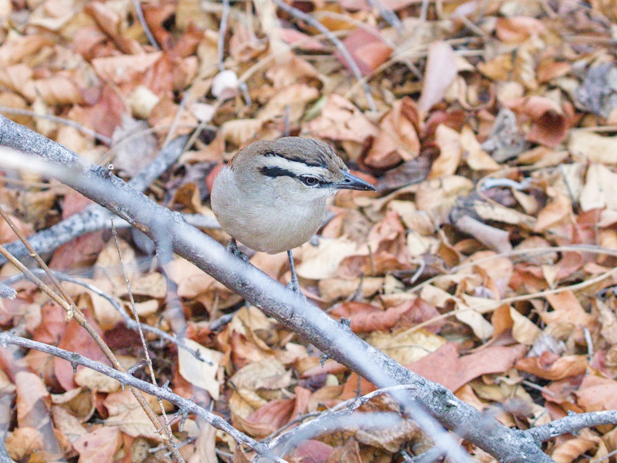 Brown-crowned Tchagra - ML623611679