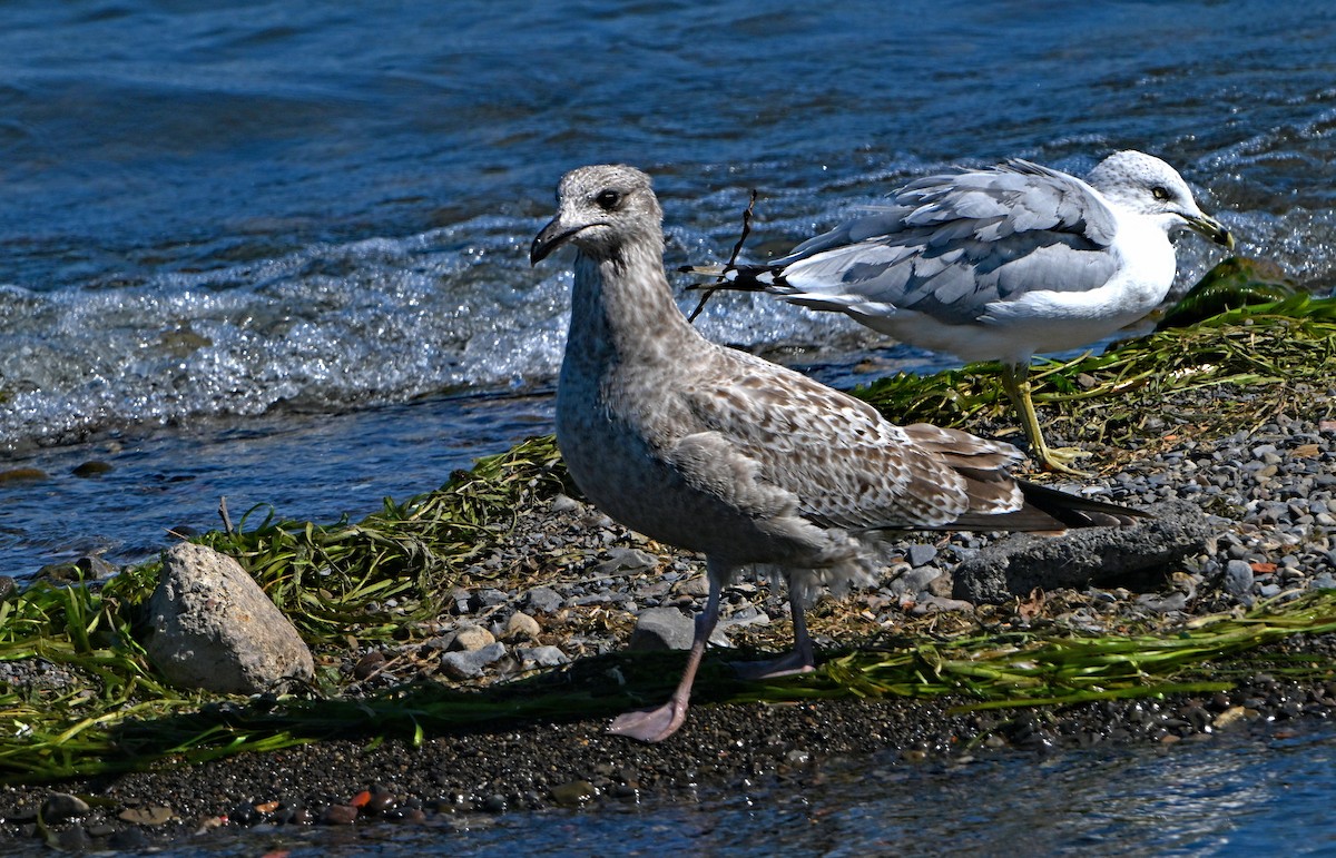 Great Black-backed Gull - ML623611699