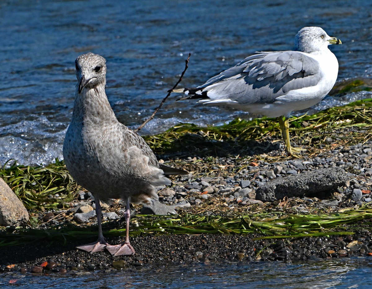 Great Black-backed Gull - ML623611700