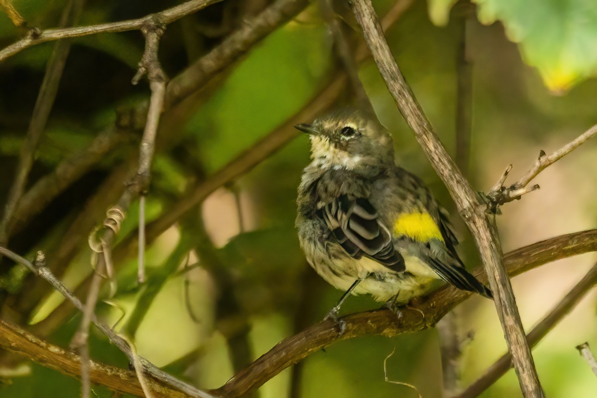 Yellow-rumped Warbler - ML623611802