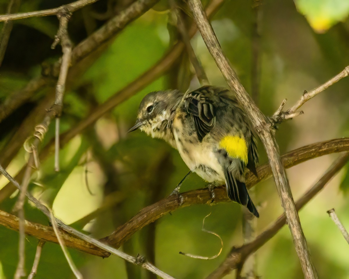 Yellow-rumped Warbler - ML623611803