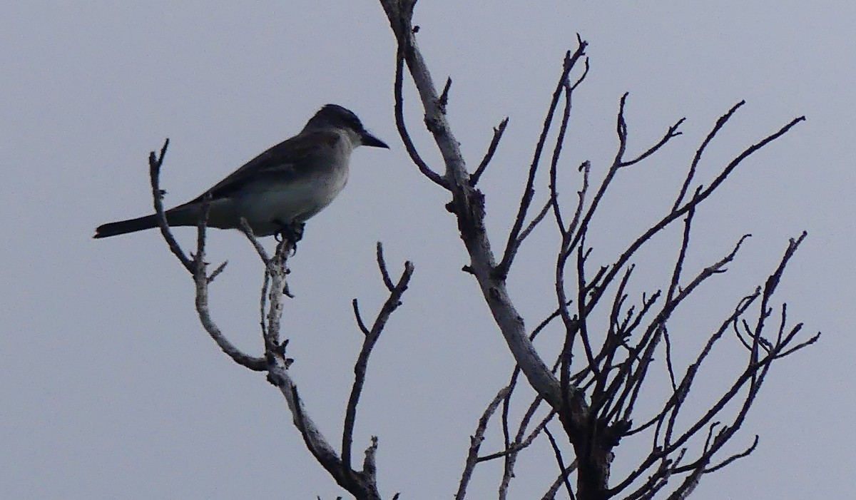 Gray Kingbird - ML623611857