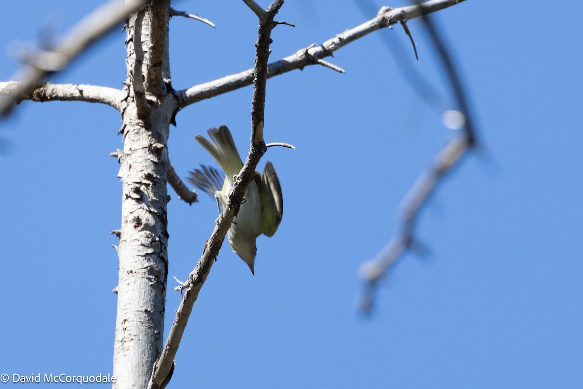 Red-eyed Vireo - ML623611869