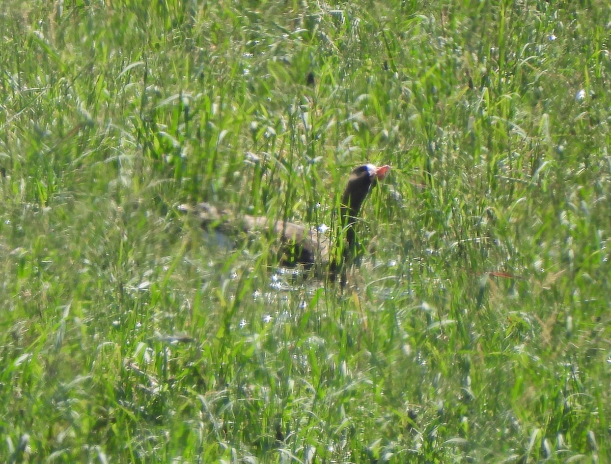 Greater White-fronted Goose (Western) - ML623611873