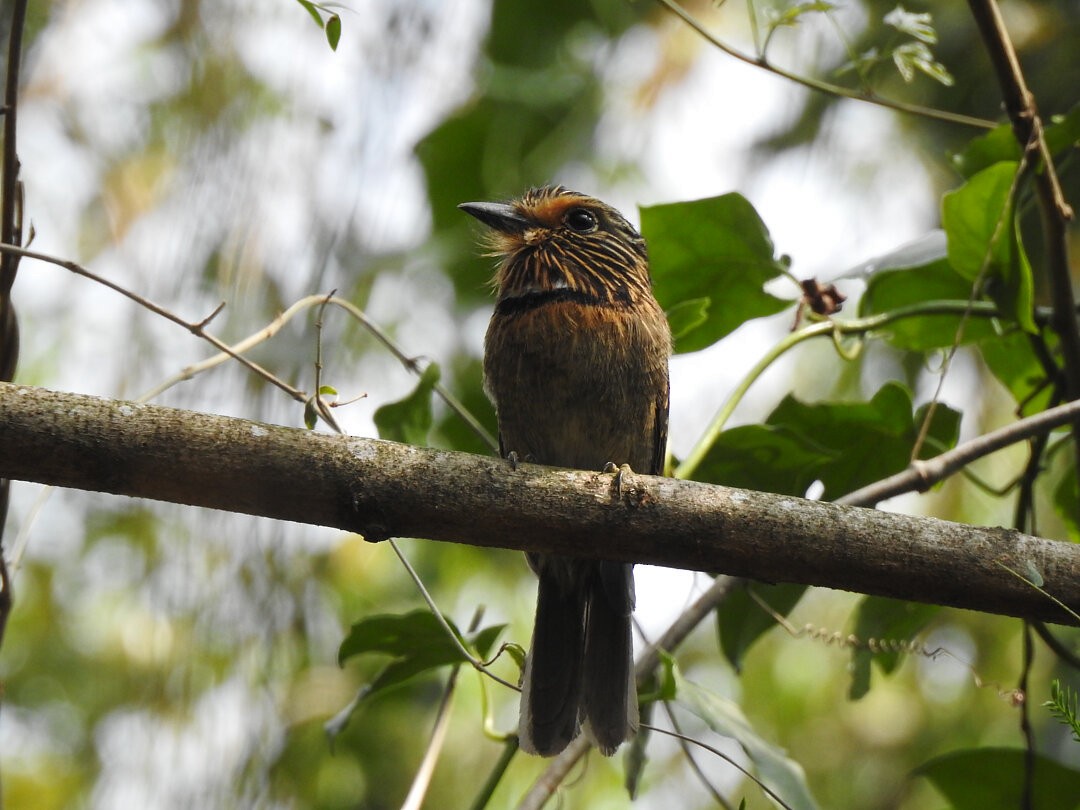 Crescent-chested Puffbird (Greater) - Henrique Heidi Horiyshi