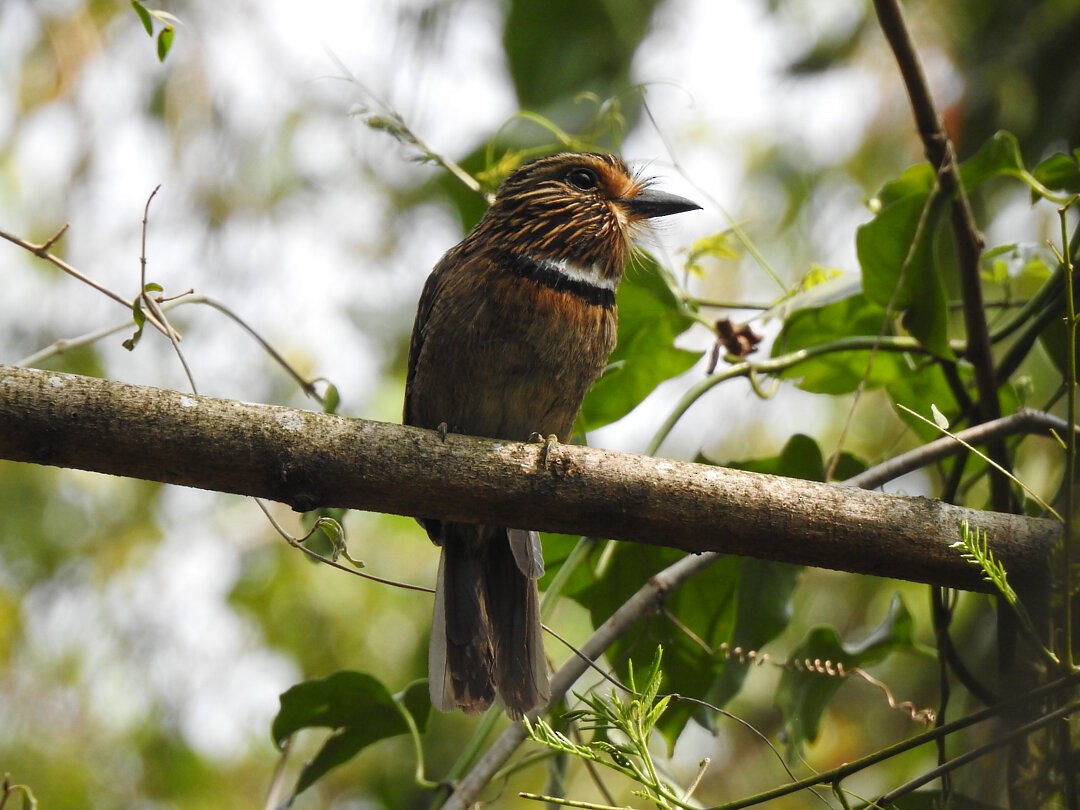 Crescent-chested Puffbird (Greater) - ML623611884