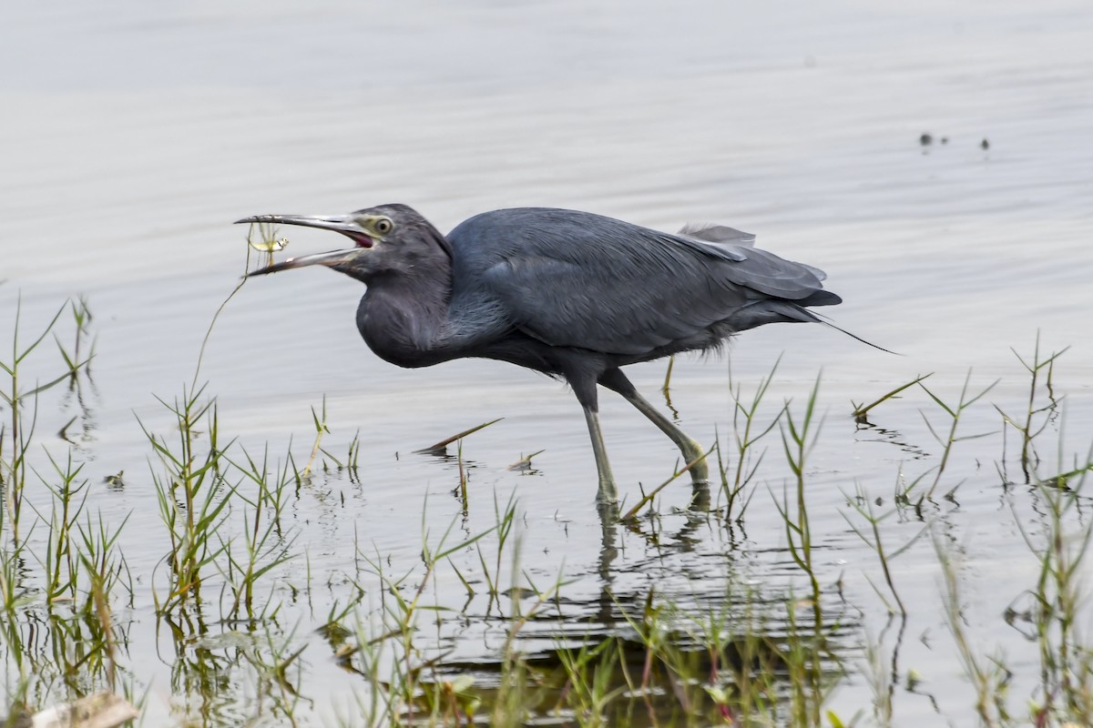 Little Blue Heron - ML623611926