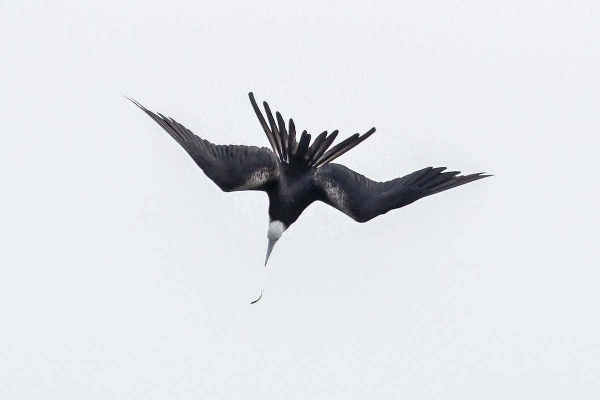 Magnificent Frigatebird - ML623611928