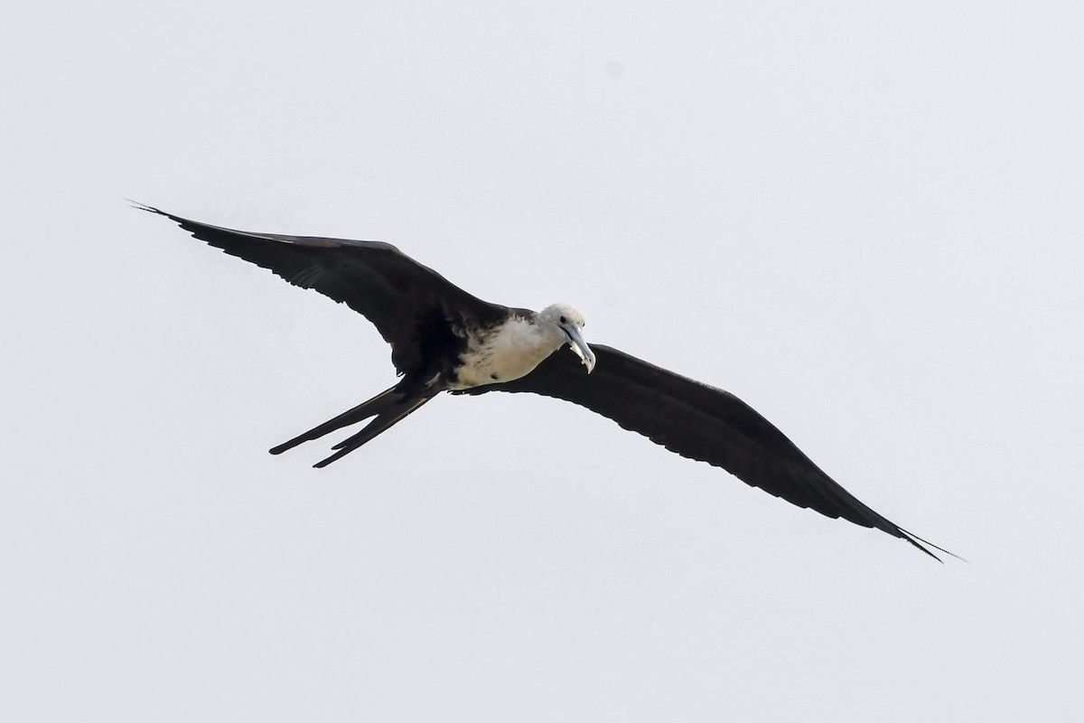 Magnificent Frigatebird - ML623611929