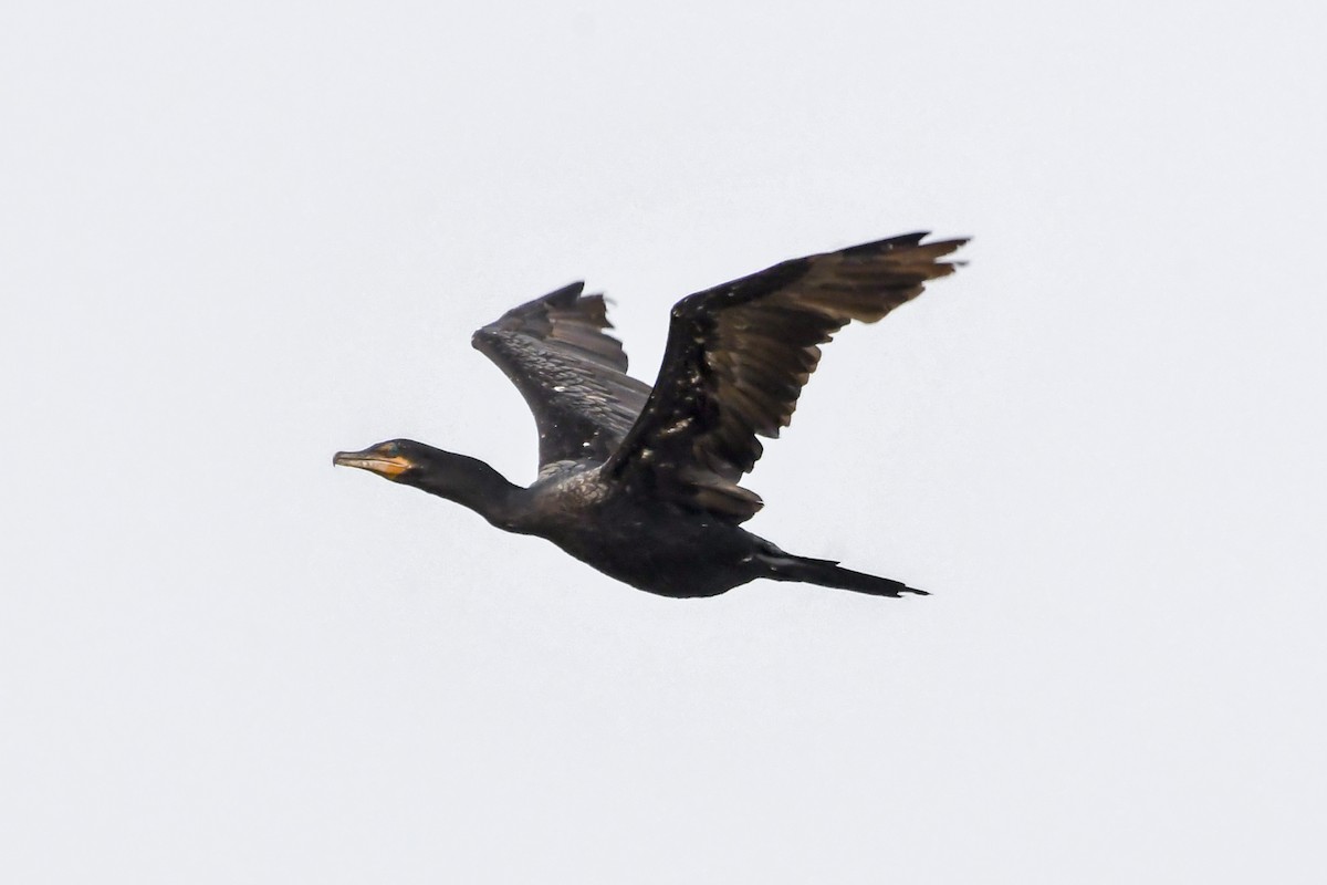 Neotropic Cormorant - Fernando Paludo