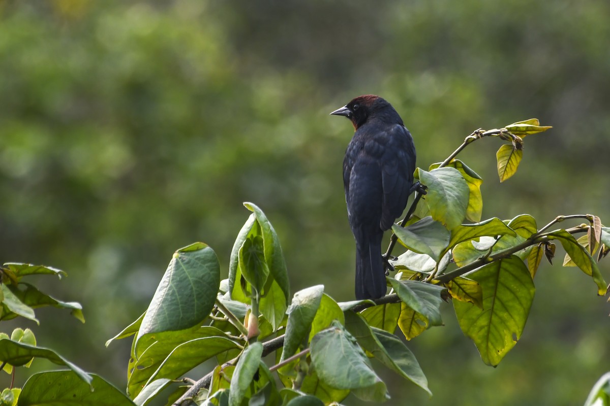 Chestnut-capped Blackbird - ML623611947