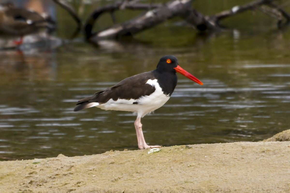 American Oystercatcher - ML623611952