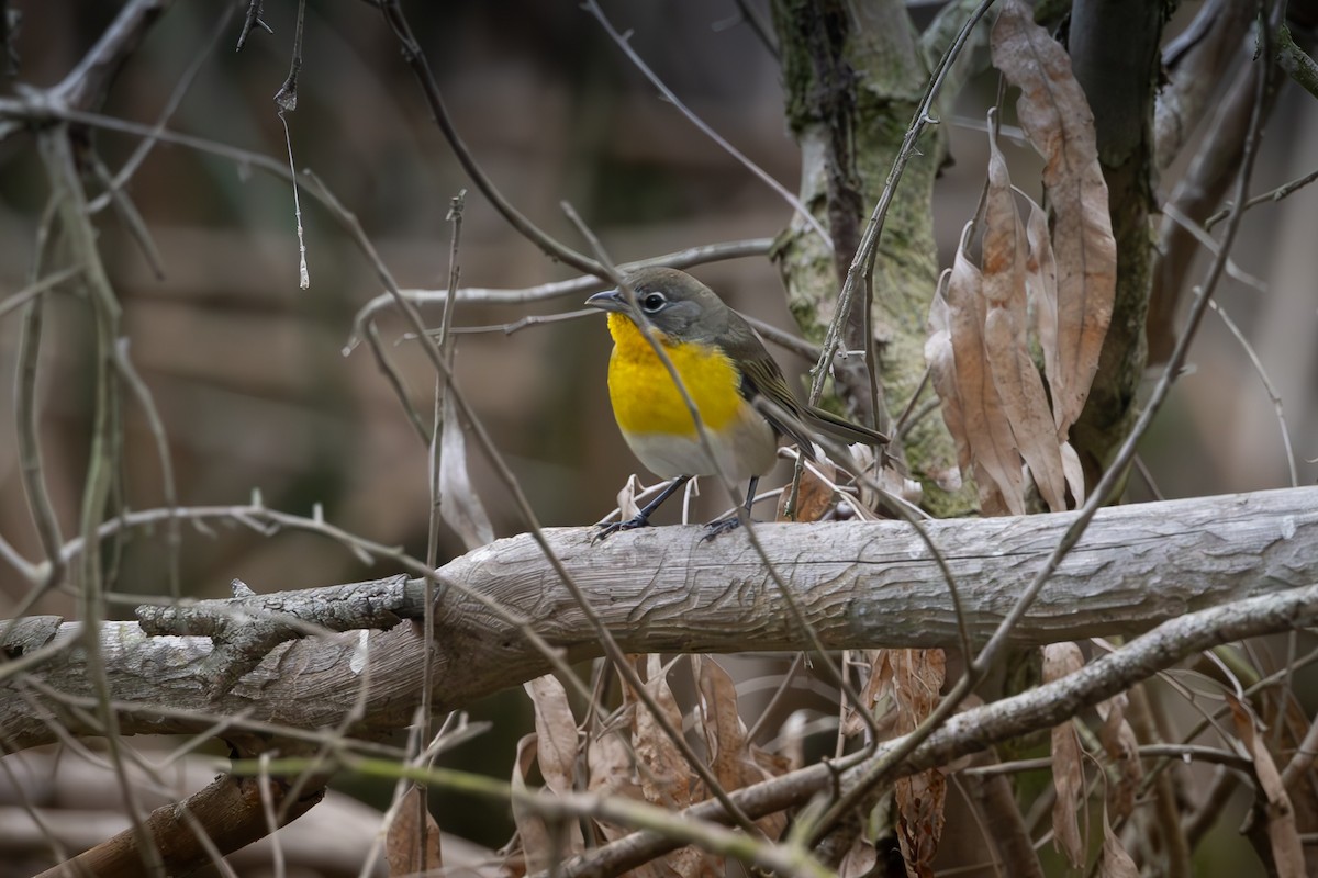 Yellow-breasted Chat - ML623611961