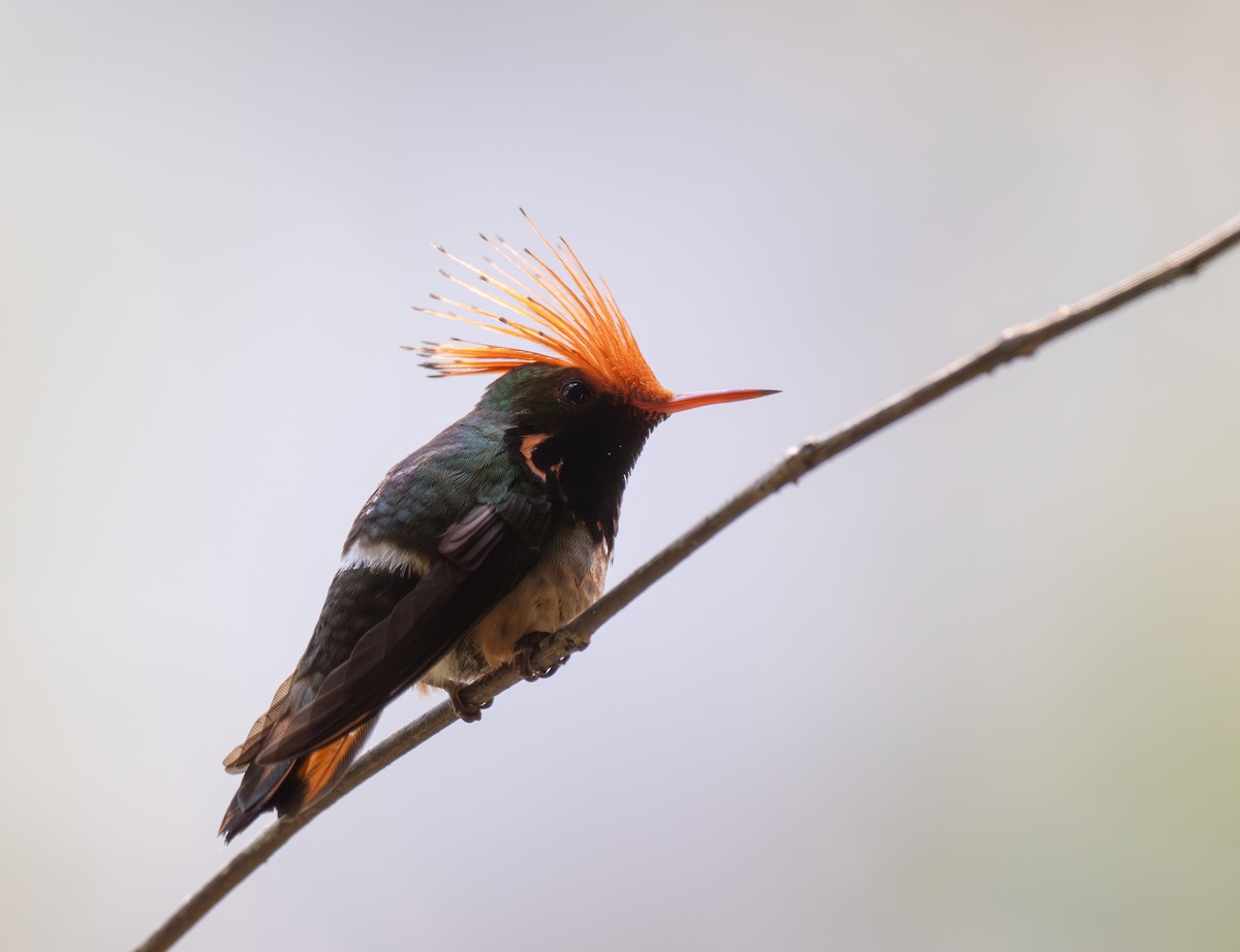 Rufous-crested Coquette - ML623611979