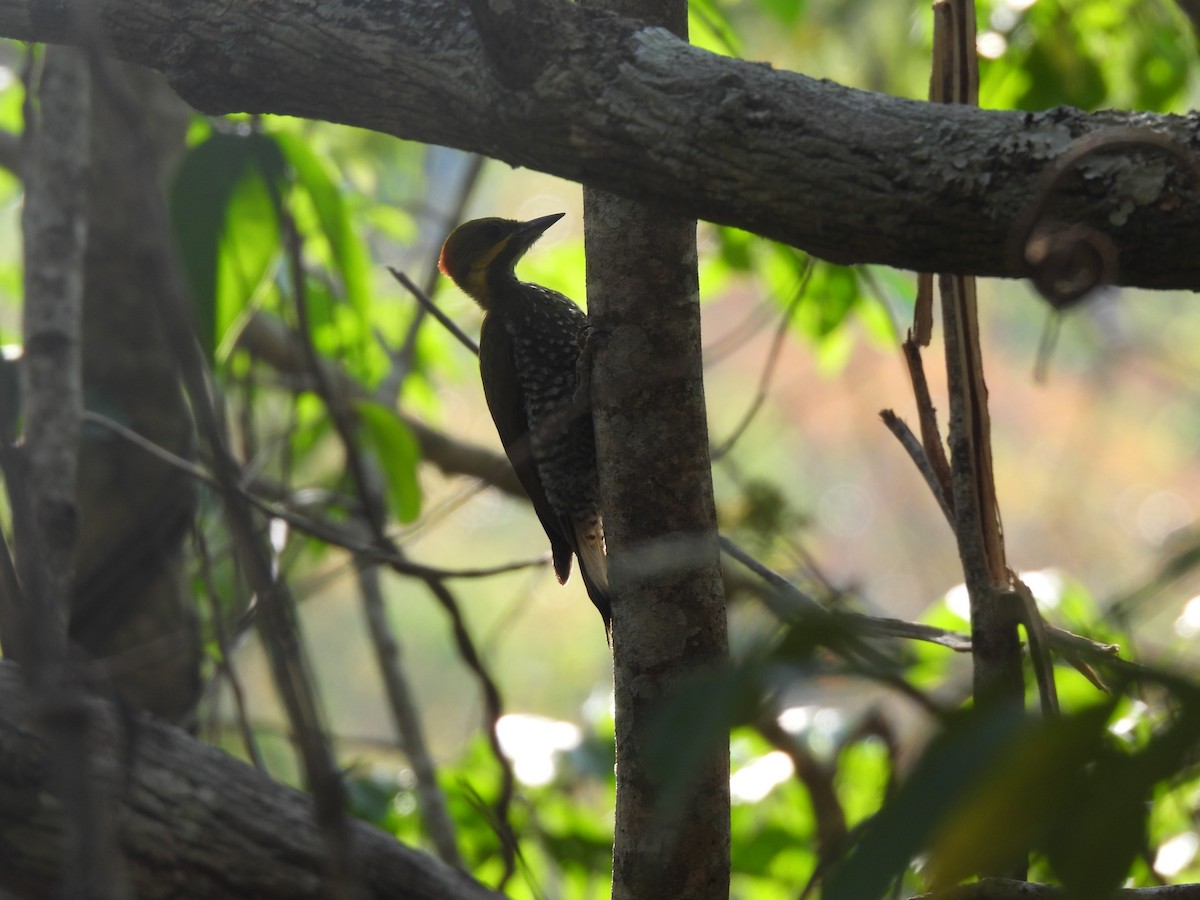 White-throated Woodpecker - ML623611981