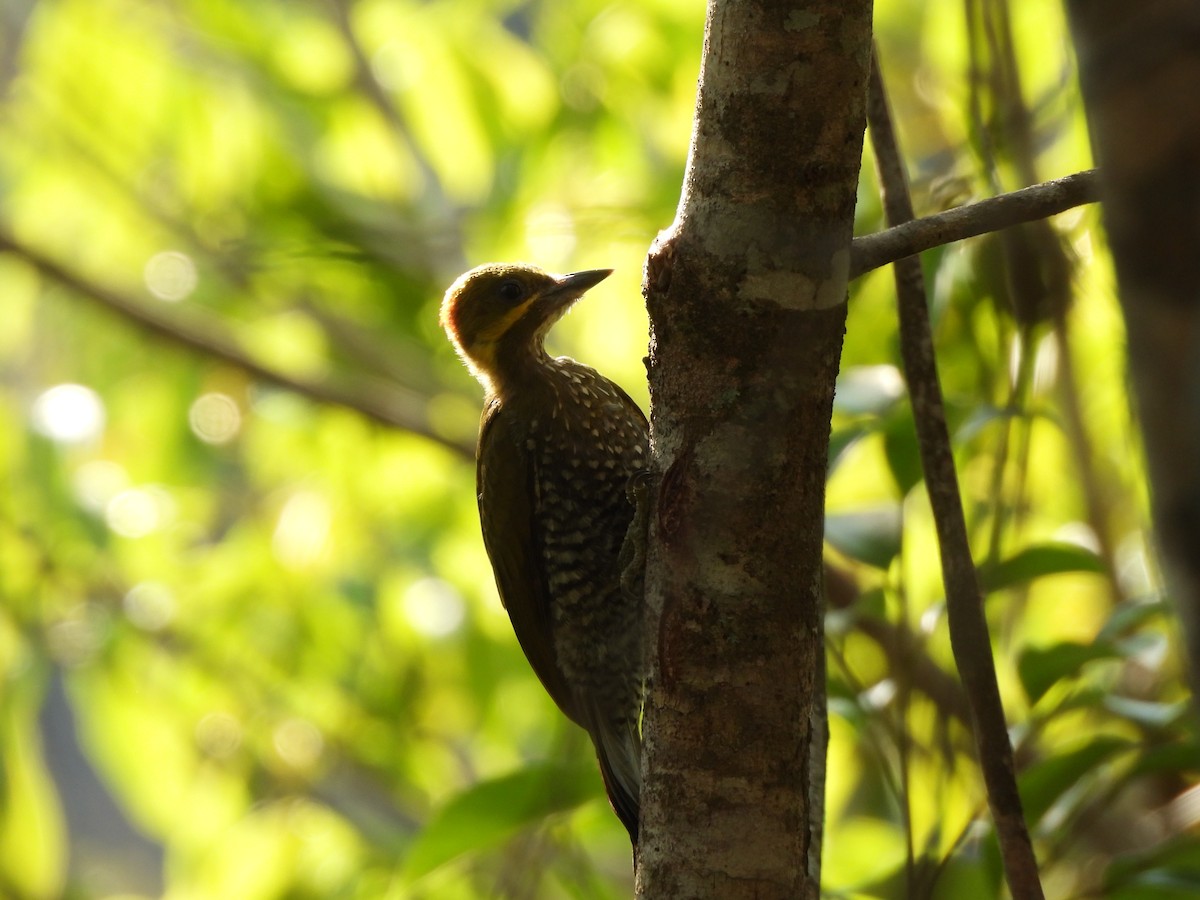 White-throated Woodpecker - ML623611982