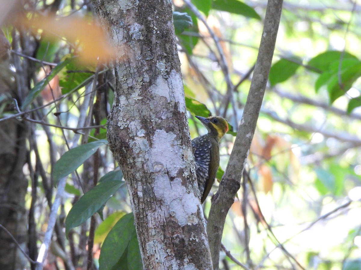 White-throated Woodpecker - ML623611983